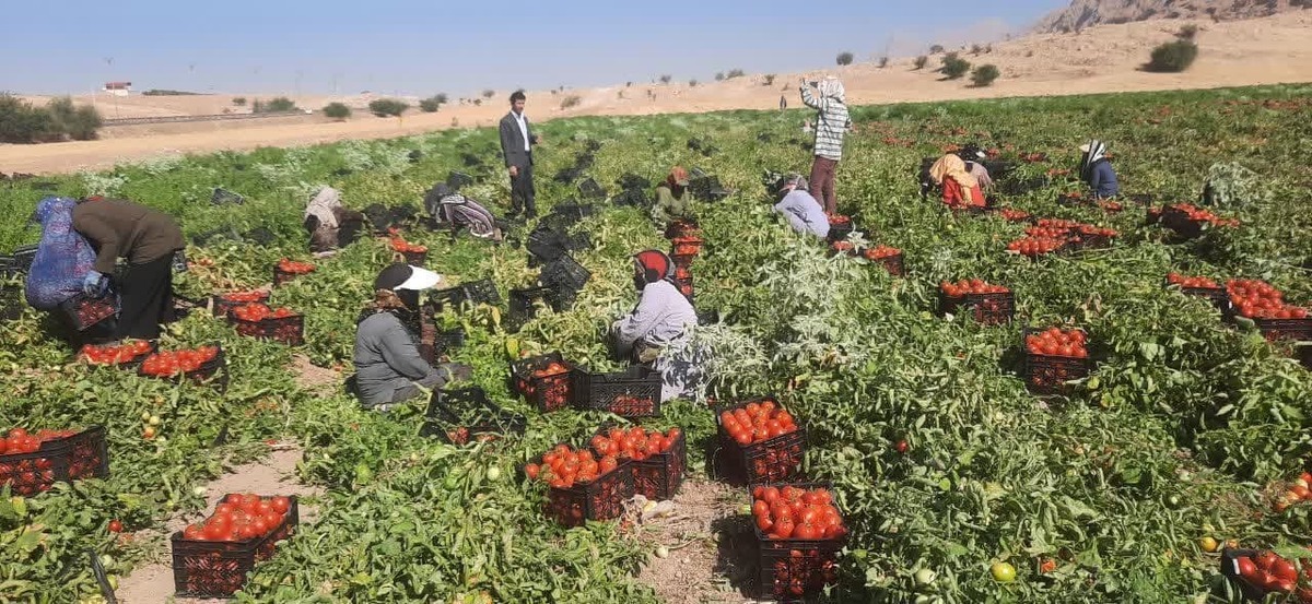 اسدیان، مدیر بیمه اجتماعی استان در فصل برداشت گوجه در روستاهای بیدزرد و سربیشه شهرستان گچساران حضور یافت و به صورت چهره به چهره با کارگران فصلی و کشاورزان درباره مزایا و خدمات این صندوق اطلاع‌رسانی و تبلیغ میدانی انجام داد.