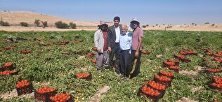 حضور اسدیان، مدیر صندوق بیمه در میان کارگران فصلی و کشاورزان روستاهای بیدزرد و سربیشه شهرستان گچساران