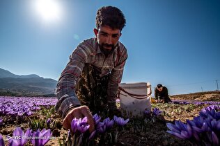 گلستان؛ پیوندِ اقوام، پیوندِ دل‌ها